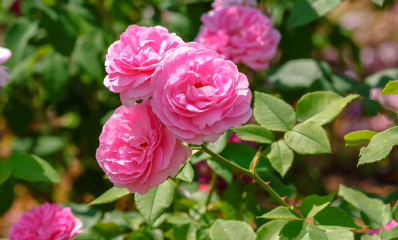 الورد في الشعر