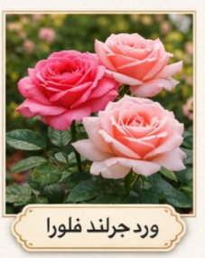  باقة ورد جرلند فلورا