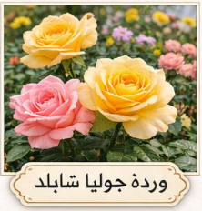 باقة ورد جوليا سابلد