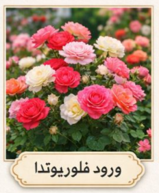 باقة ورد فلوريوتدا