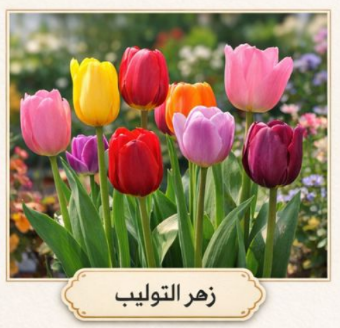 باقة ورد التوليب