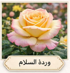 باقة ورد السلام